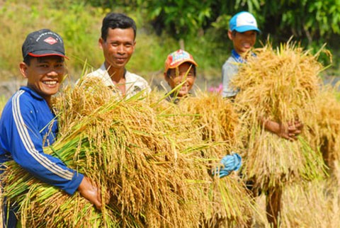 Nghề trồng lúa nước của dân tộc Kinh - ảnh 4